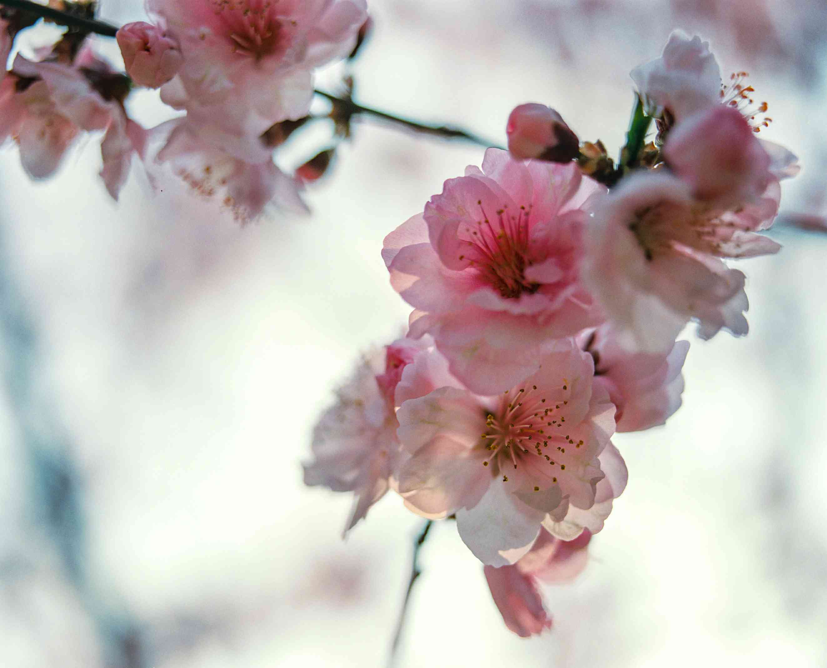 中山公园的初春