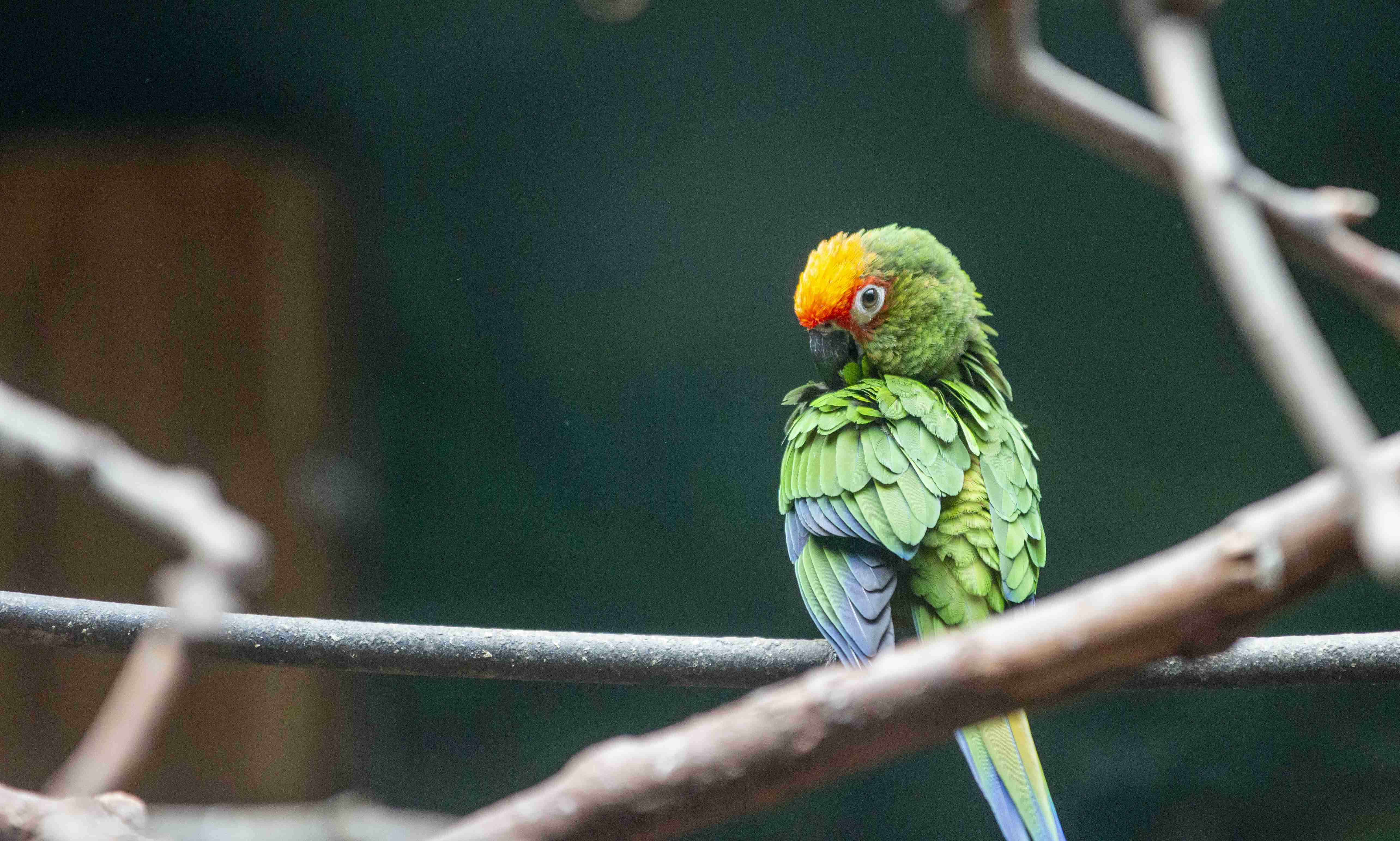 没有水族馆的北京动物园